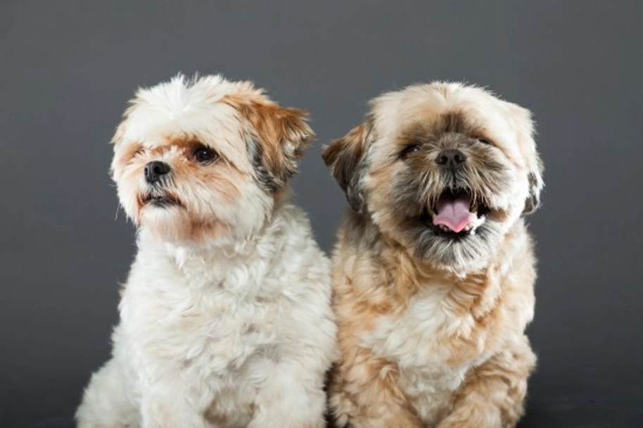 Shih Tzu Dogs Breed - Information, Temperament, Size & Price | Pets4Homes