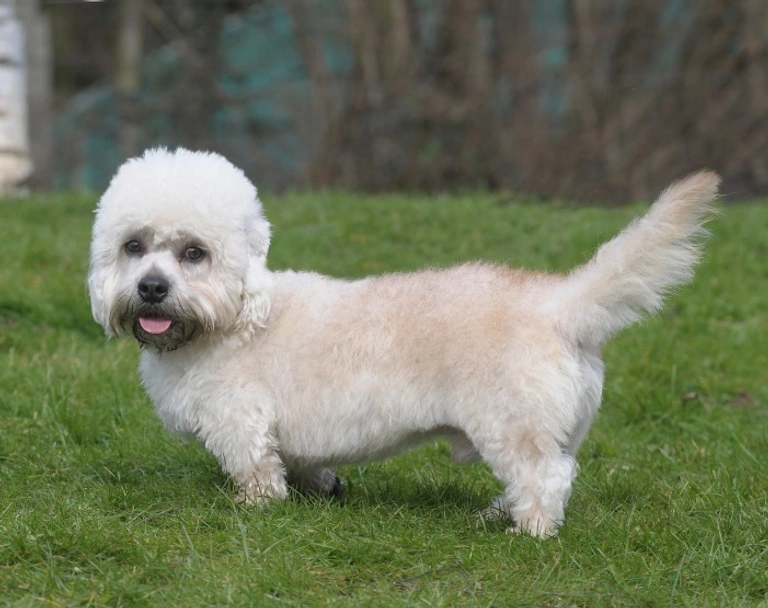 Dandie Dinmont Terriër Dogs Ras: Karakter, Levensduur & Prijs | Puppyplaats