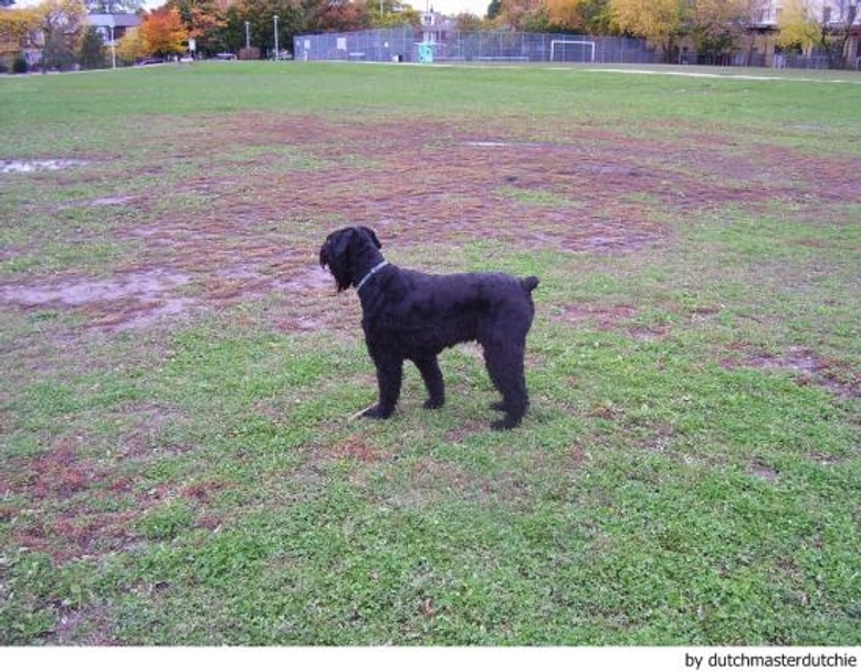 Riesenschnauzer Dogs Ras: Karakter, Levensduur & Prijs | Puppyplaats
