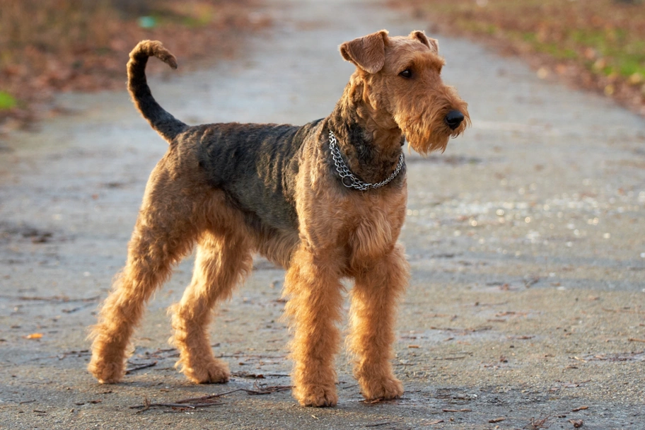Airedale Terrier Dogs Breed - Information, Temperament, Size & Price | Pets4Homes
