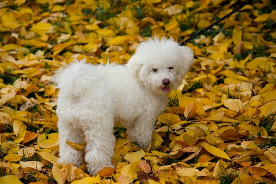 Bolognezer Dogs Ras: Karakter, Levensduur & Prijs | Puppyplaats