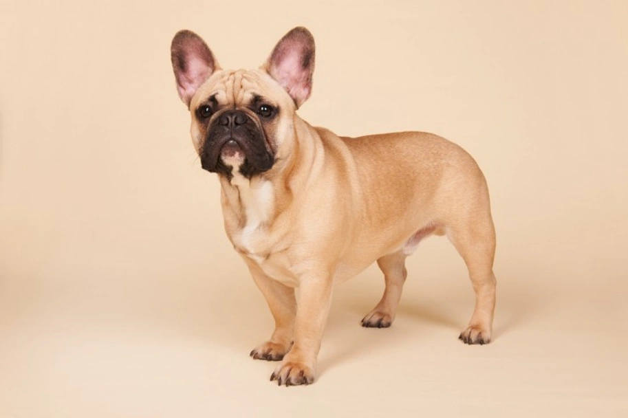French Bulldog Dogs Breed - Information, Temperament, Size & Price | Lancaster Puppies