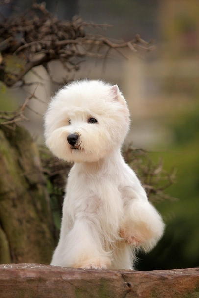 West Highland Terrier Dogs Breed - Information, Temperament, Size & Price | Pets4Homes
