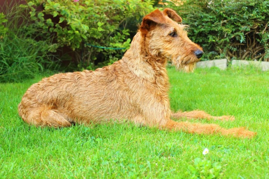 Irish Terrier Dogs Breed - Information, Temperament, Size & Price | Lancaster Puppies