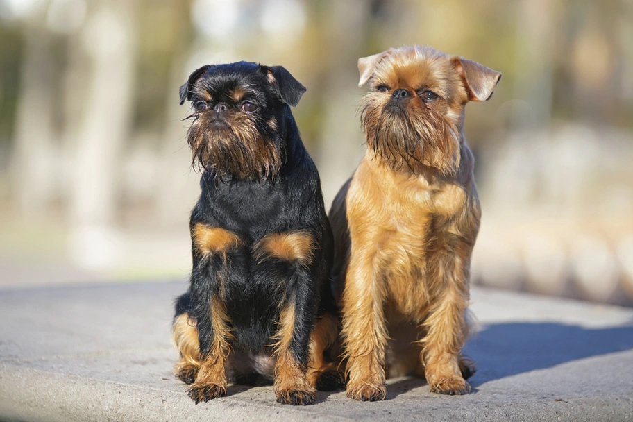 Griffon Bruxellois Dogs Breed - Information, Temperament, Size & Price | Pets4Homes