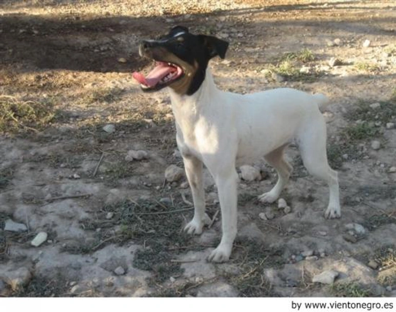 Ratonero Bodeguero Andaluz Dogs Raza - Características, Fotos & Precio | MundoAnimalia