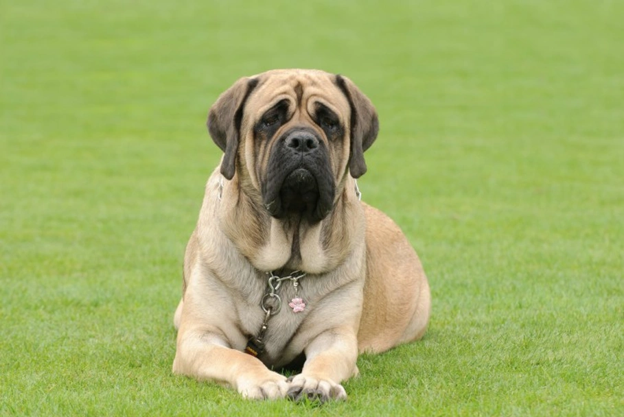 Mastiff Dogs Ras: Karakter, Levensduur & Prijs | Puppyplaats