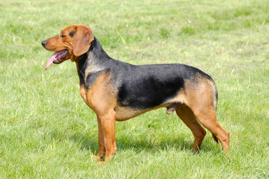 Segugio Serbo Dogs Razza - Prezzo, Temperamento & Foto | AnnunciAnimali