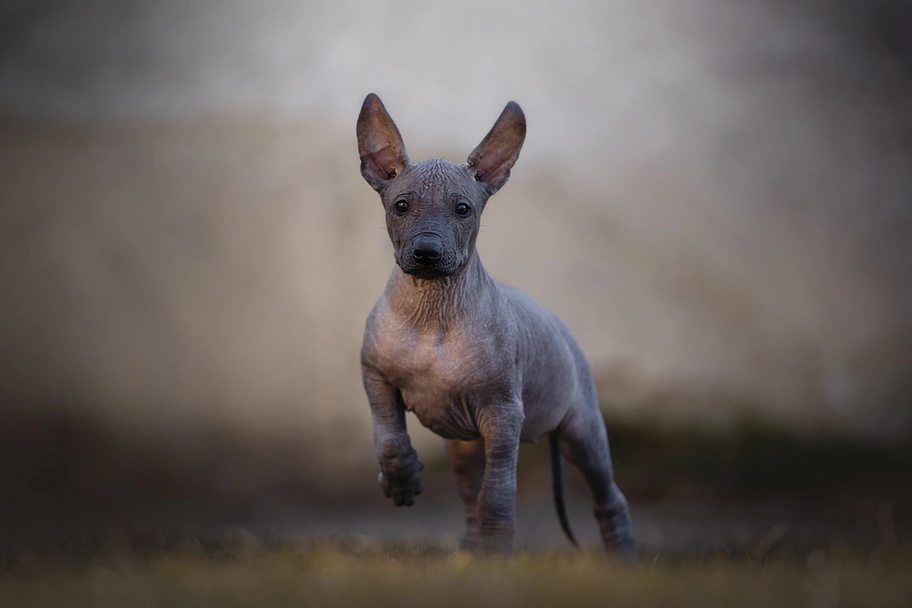 Mexican Hairless Dogs Breed - Information, Temperament, Size & Price | Pets4Homes