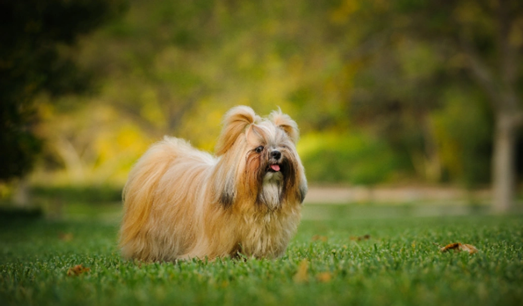 Shih Tzu Dogs Breed - Information, Temperament, Size & Price | Pets4Homes