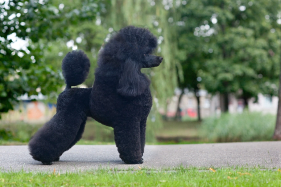 Standard Poodle Dogs Breed - Information, Temperament, Size & Price | Pets4Homes