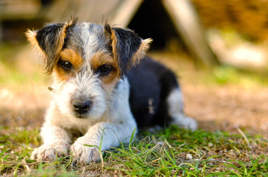 Fox Terriër Draadhaar Dogs Ras: Karakter, Levensduur & Prijs | Puppyplaats