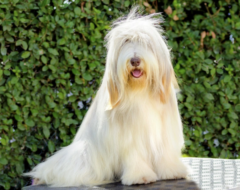 Bearded Collie Dogs Breed - Information, Temperament, Size & Price | Pets4Homes