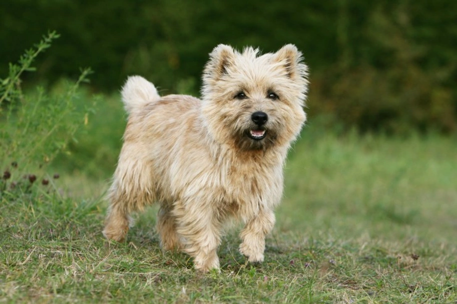 Cairn Terrier Dogs Breed - Information, Temperament, Size & Price | Pets4Homes