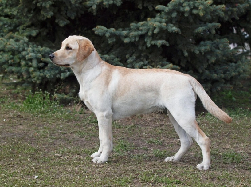 Goldador Dogs Breed - Information, Temperament, Size & Price | Lancaster Puppies