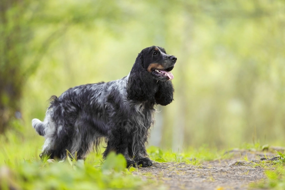Cocker Spaniel Dogs Breed - Information, Temperament, Size & Price | Pets4Homes