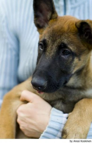 Mechelse Herder Dogs Ras: Karakter, Levensduur & Prijs | Puppyplaats