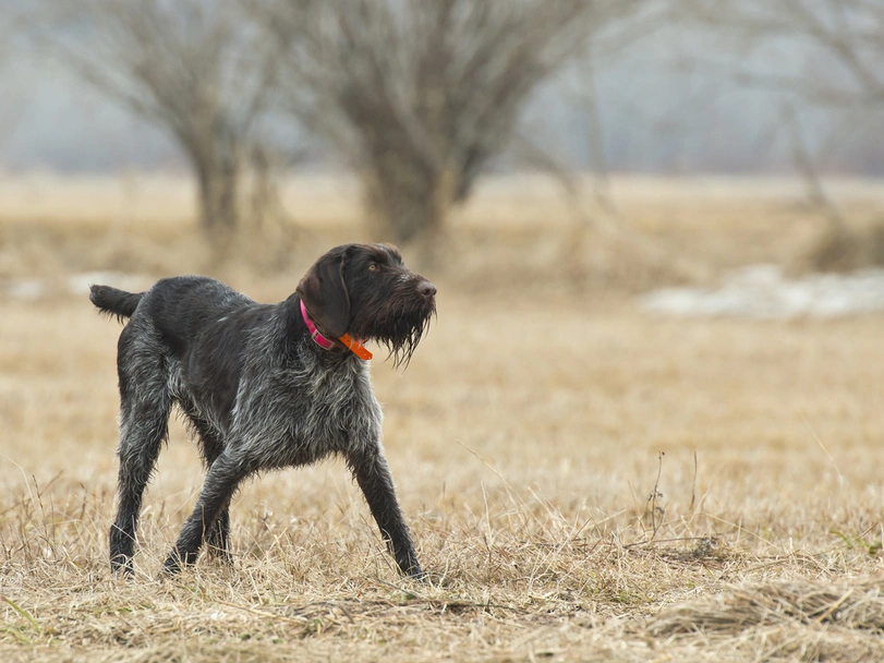 German Wirehaired Pointer Dogs Breed - Information, Temperament, Size & Price | Lancaster Puppies
