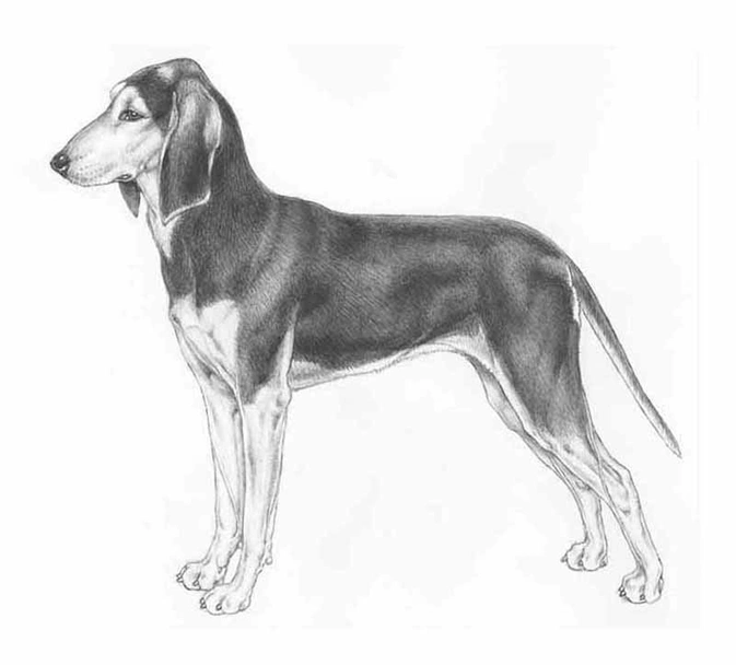 Segugio Italiano Dogs Razza - Prezzo, Temperamento & Foto | AnnunciAnimali