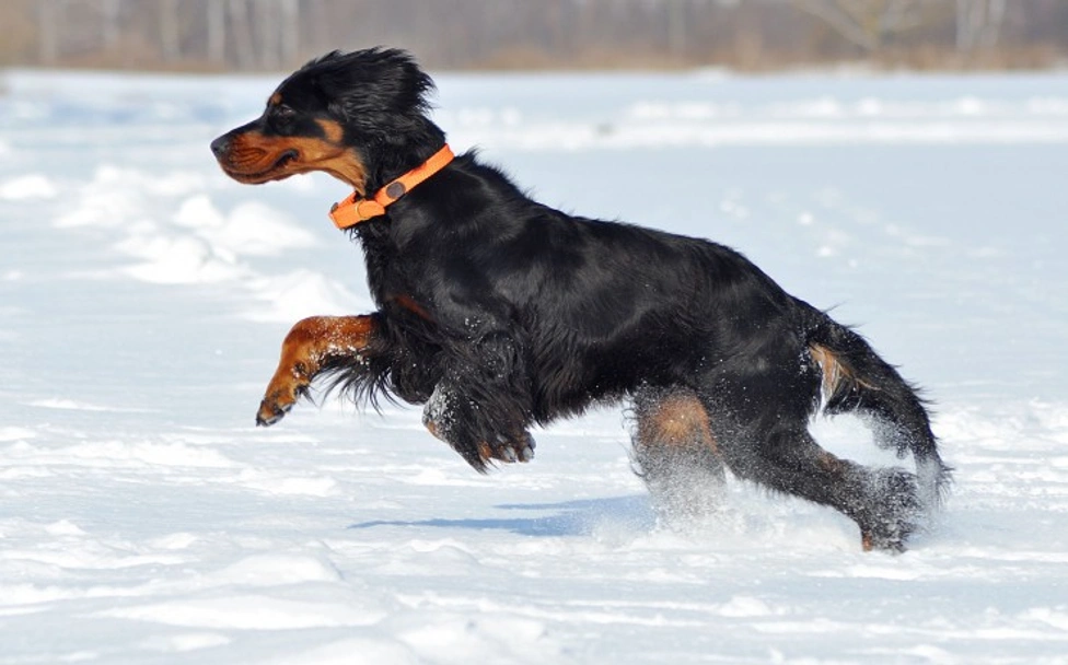 Gordon Setter Dogs Breed - Information, Temperament, Size & Price | Lancaster Puppies