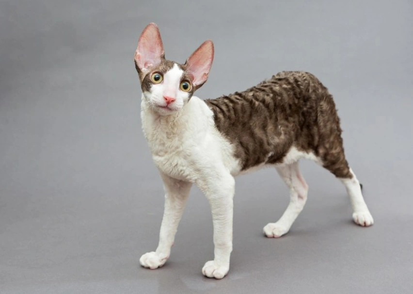 Cornish Rex Cats Razza - Prezzo, Temperamento & Foto | AnnunciAnimali