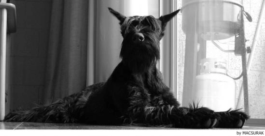 Riesenschnauzer Dogs Ras: Karakter, Levensduur & Prijs | Puppyplaats