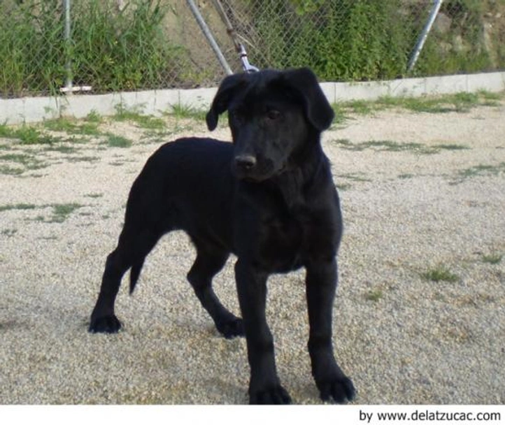 Ca de Bestiar - Perro de Pastor Mallorquín Dogs Raza - Características, Fotos & Precio | MundoAnimalia