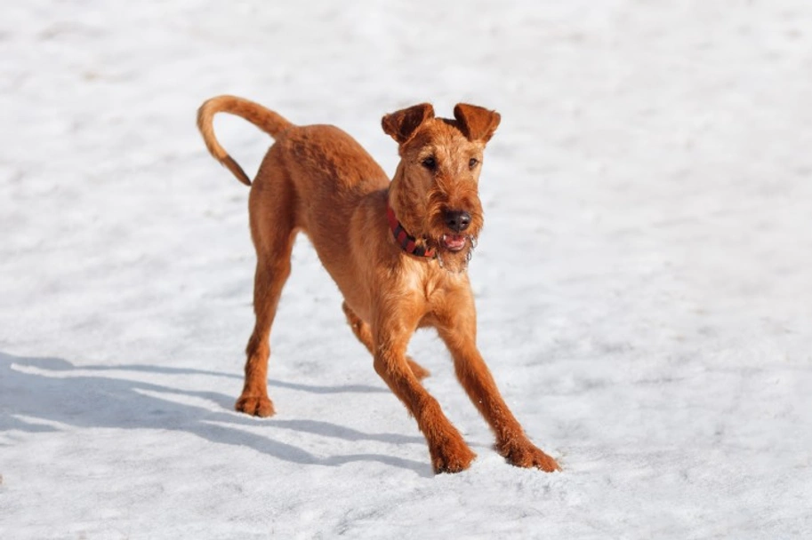 Irish Terrier Dogs Breed - Information, Temperament, Size & Price | Lancaster Puppies