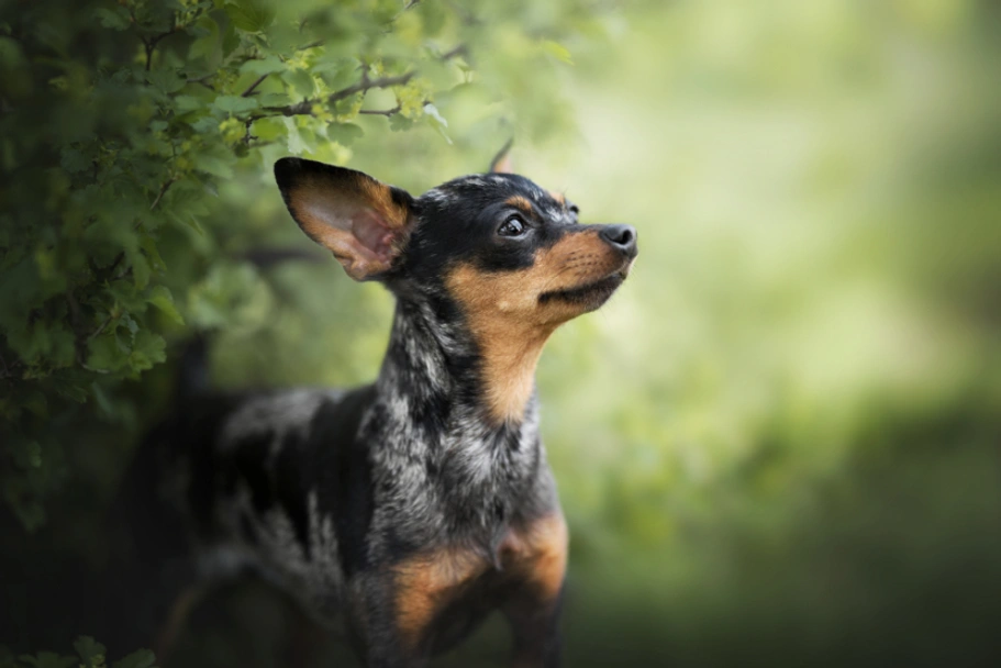 Ratón de Praga Dogs Raza - Características, Fotos & Precio | MundoAnimalia