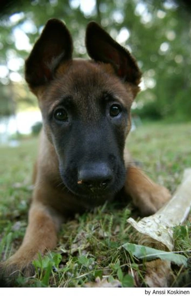 Mechelse Herder Dogs Ras: Karakter, Levensduur & Prijs | Puppyplaats