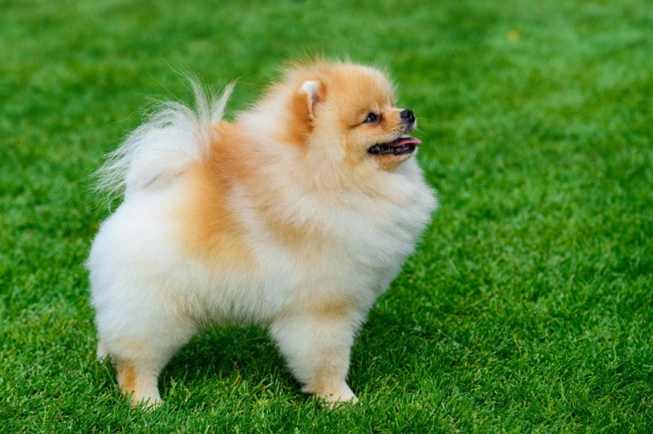 Pomeranian Dogs Breed - Information, Temperament, Size & Price | Pets4Homes
