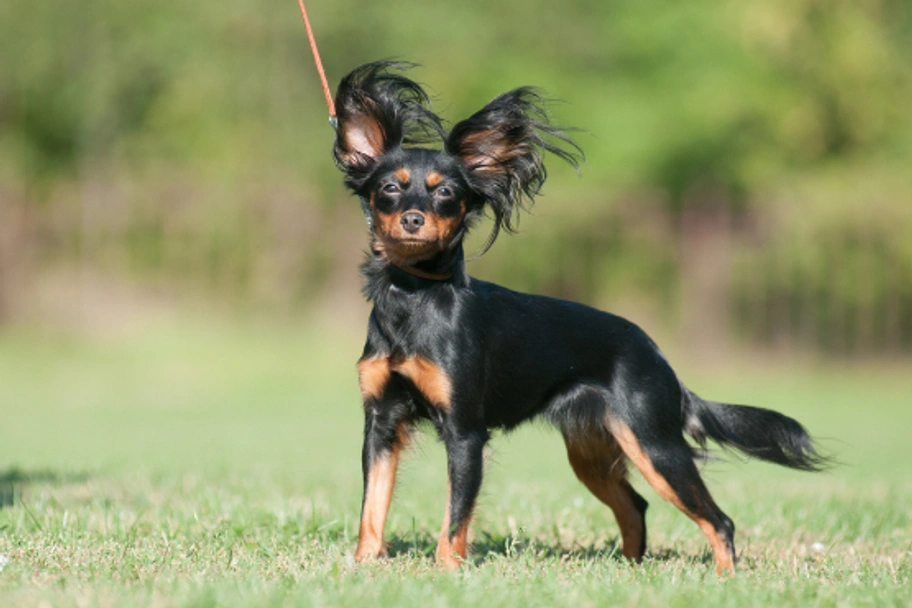 Russian Toy Terrier Dogs Breed - Information, Temperament, Size & Price | Lancaster Puppies