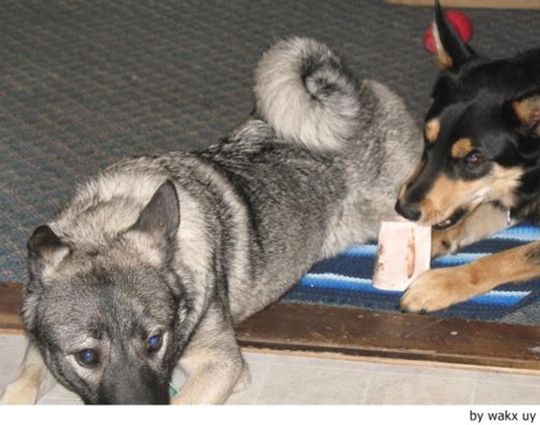 Norwegian Elkhound Dogs Breed - Information, Temperament, Size & Price | Lancaster Puppies