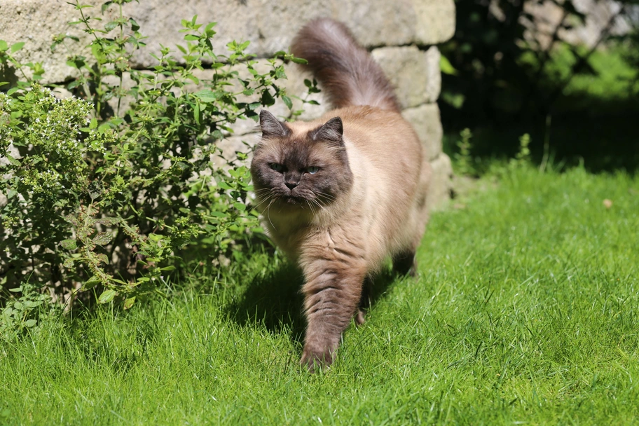 RagaMuffin Cats Razza - Prezzo, Temperamento & Foto | AnnunciAnimali