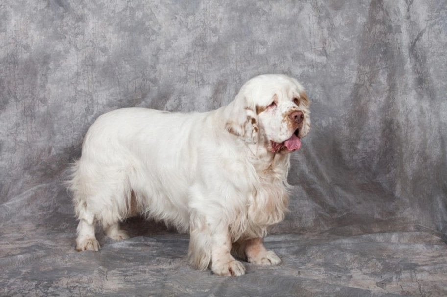 Clumber Spaniel Dogs Breed - Information, Temperament, Size & Price | Pets4Homes