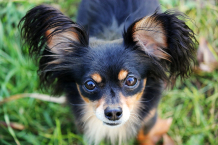 Russian Toy Terrier Dogs Breed - Information, Temperament, Size & Price | Lancaster Puppies