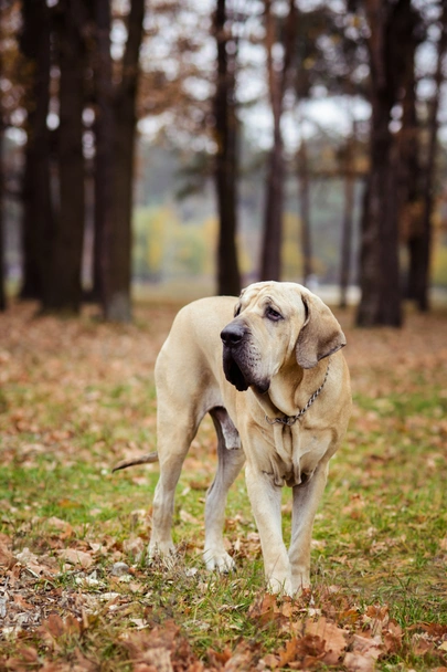 Fila Brasileiro Dogs Razza - Prezzo, Temperamento & Foto | AnnunciAnimali