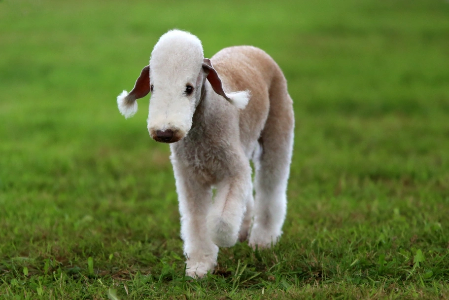 Bedlington Terrier Dogs Razza - Prezzo, Temperamento & Foto | AnnunciAnimali