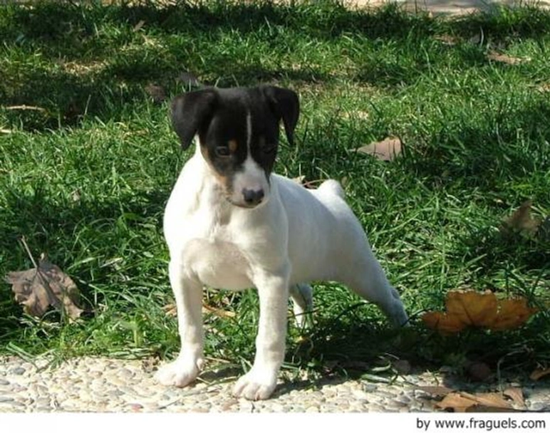 Ratonero Bodeguero Andaluz Dogs Raza - Características, Fotos & Precio | MundoAnimalia