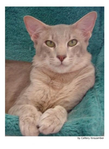 Javanés Cats Raza - Características, Fotos & Precio | MundoAnimalia