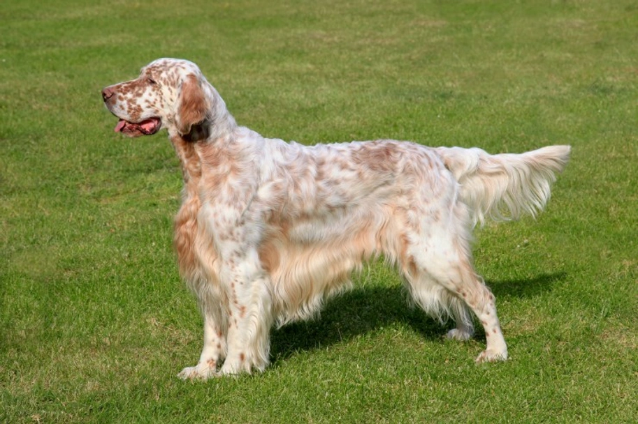English Setter Dogs Breed - Information, Temperament, Size & Price | Lancaster Puppies