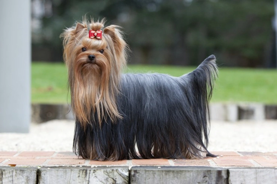 Yorkshire Terrier Dogs Raza - Características, Fotos & Precio | MundoAnimalia