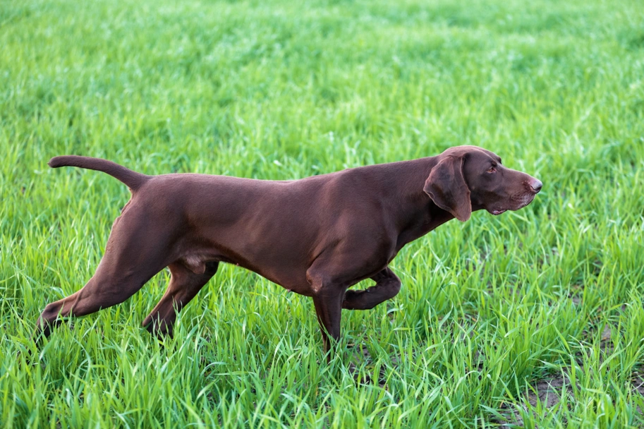 German Shorthaired Pointer Dogs Breed - Information, Temperament, Size & Price | Lancaster Puppies