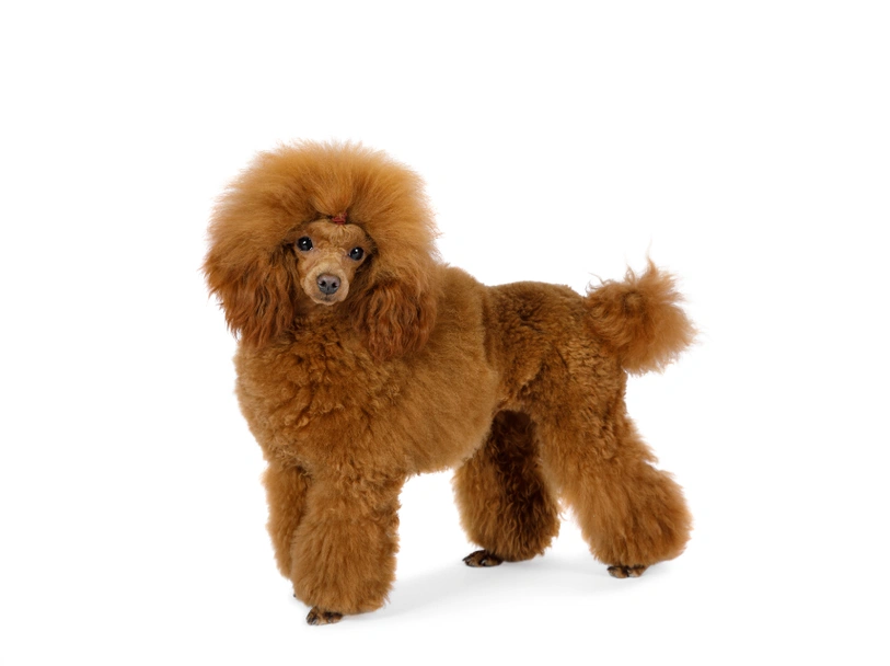 Caniche Toy Dogs Raza - Características, Fotos & Precio | MundoAnimalia