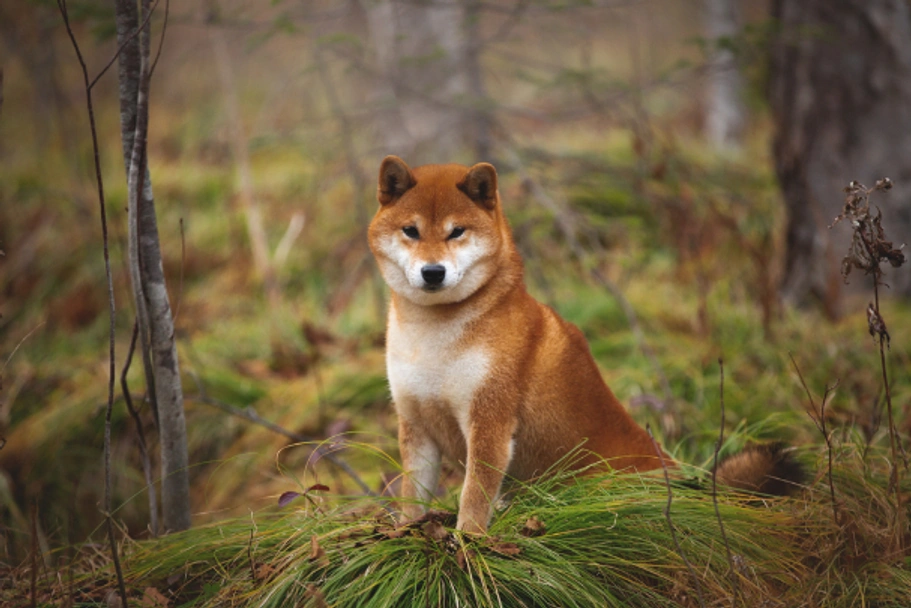 Japanese Shiba Inu Dogs Breed - Information, Temperament, Size & Price | Pets4Homes