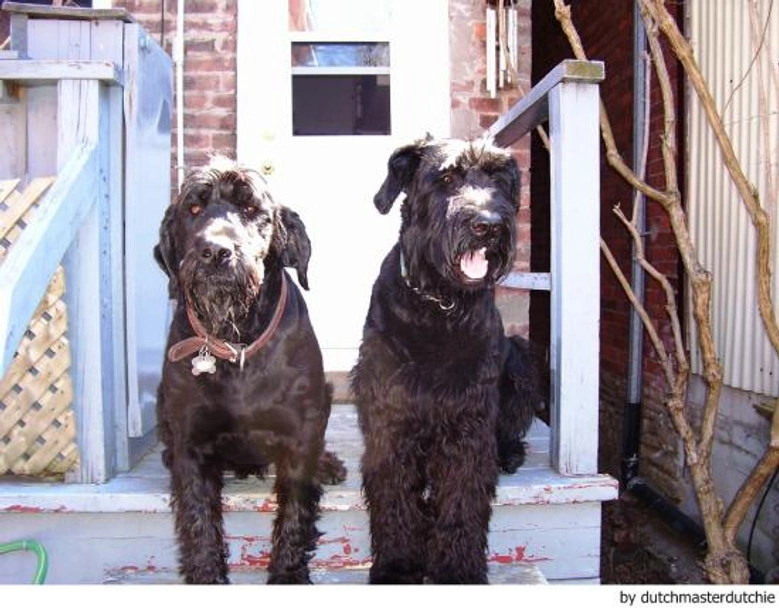Riesenschnauzer Dogs Ras: Karakter, Levensduur & Prijs | Puppyplaats
