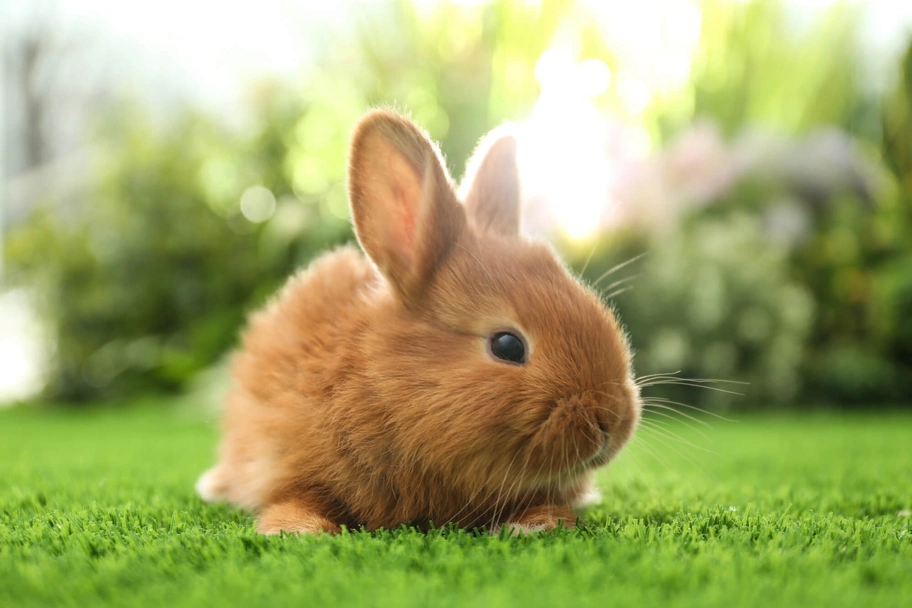 Thrianta Rabbits Breed - Information, Temperament, Size & Price | Pets4Homes