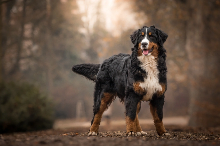 Bernese Mountain Dog Dogs Breed - Information, Temperament, Size & Price | Pets4Homes