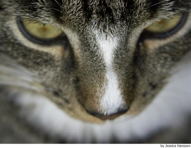 Europeo de Pelo Corto Cats Raza - Características, Fotos & Precio | MundoAnimalia