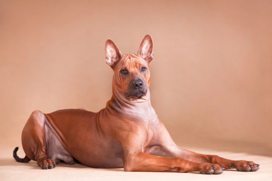 Thai Ridgeback Dogs Ras: Karakter, Levensduur & Prijs | Puppyplaats